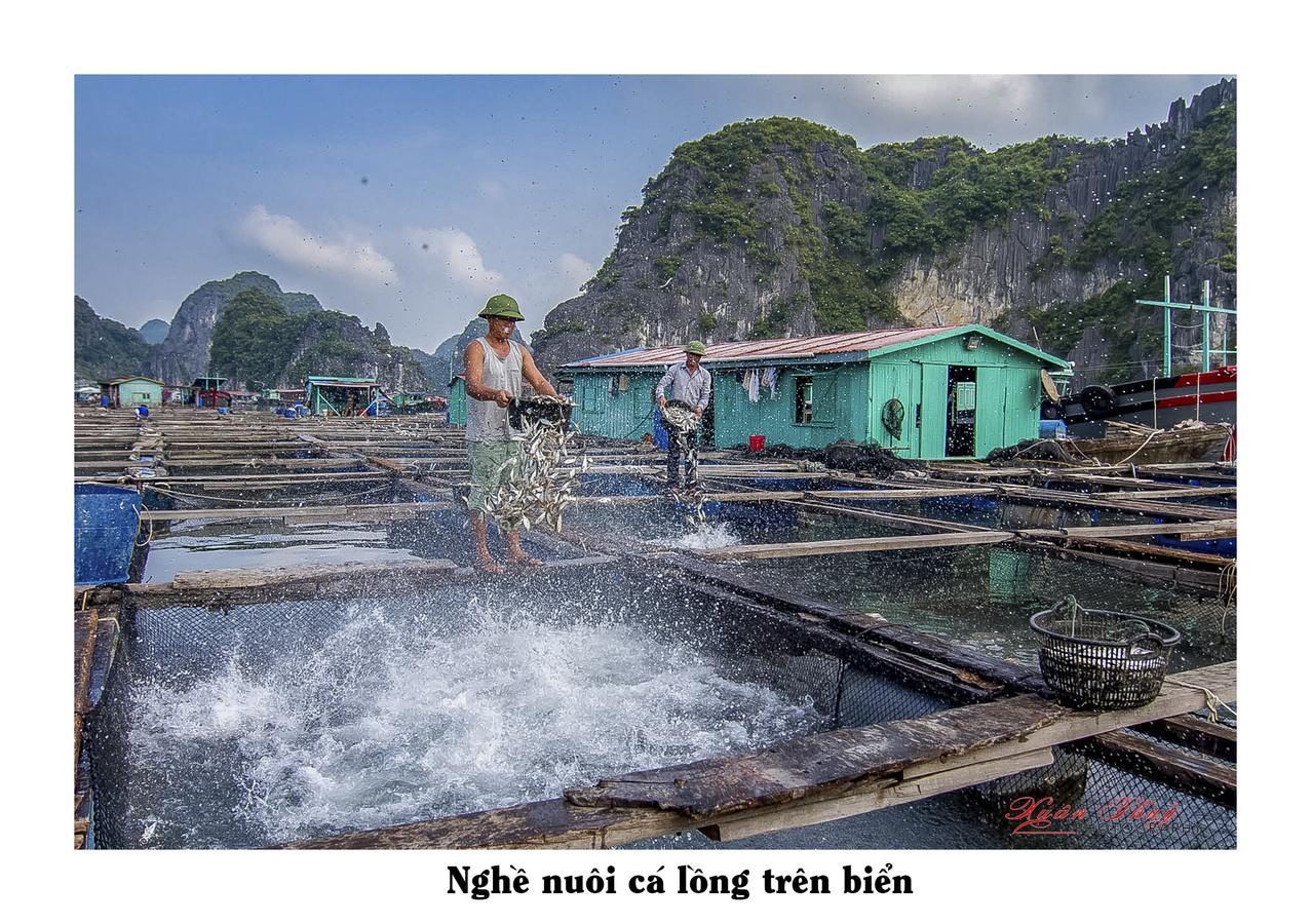 Cat Ba Hostel Cat Ba Island Exteriör bild